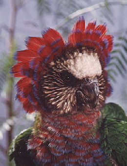 hawkhead