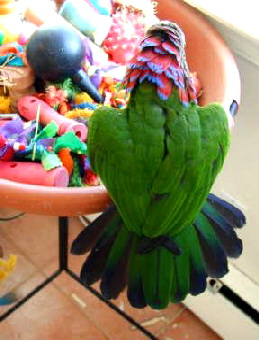 hawkheadback