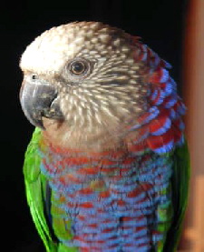 hawkheadfront
