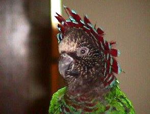 hawkheadraised