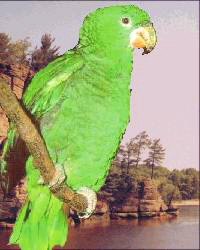 kawal1