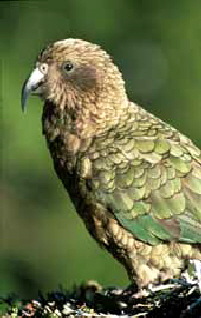 kea