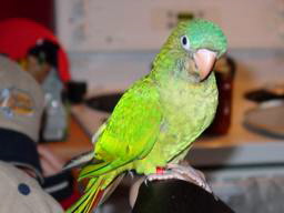koeigi