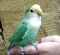 lovebird1