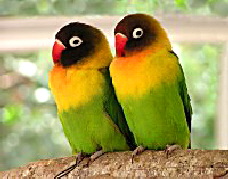lovebirds03