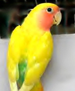 lutino