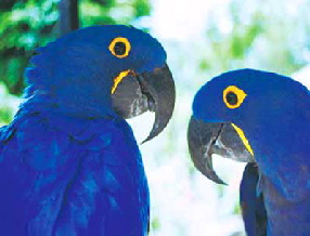macaw