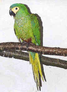 manilata