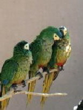manilata2