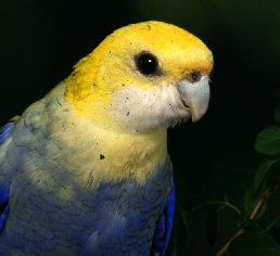 mealy