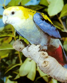 palliceps