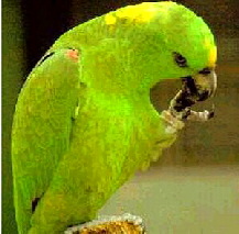 parvipes