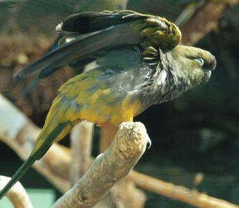 patagon1byroni