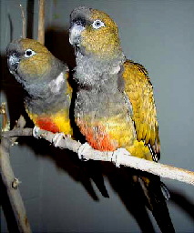 patagonian.conure1