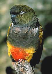 patagonian