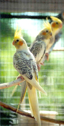 pearl_pied_split_whiteface