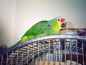 red_lored_amazon