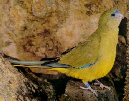 rock parrot1JPG
