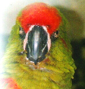 rubrig1