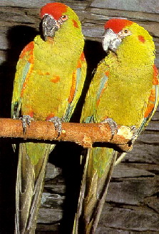 rubrogenys