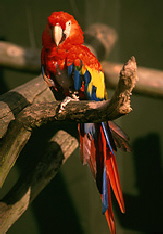 scarlet_macaw