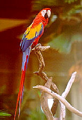 scarlet_macaw2