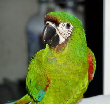 severacasta