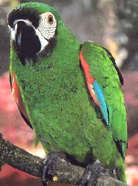 severe__macaw1