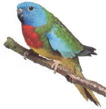 turquoise red-fronted