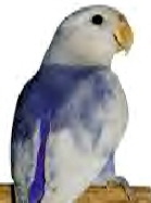violet turquoise
