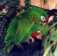 wagleri1