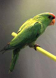 wagleri3