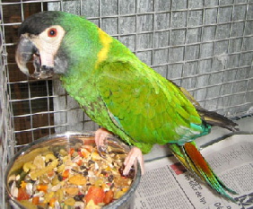 yellow-collared-macaw