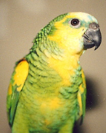 yellow3