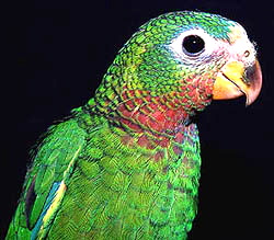 yellowbilled
