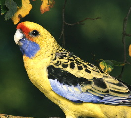 yellowrosella