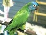 neoxena