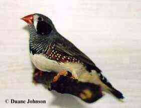 black cheeked karlfinka