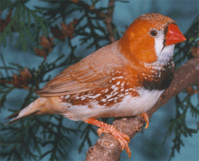 black breasted chestnut flanked white karlfinka